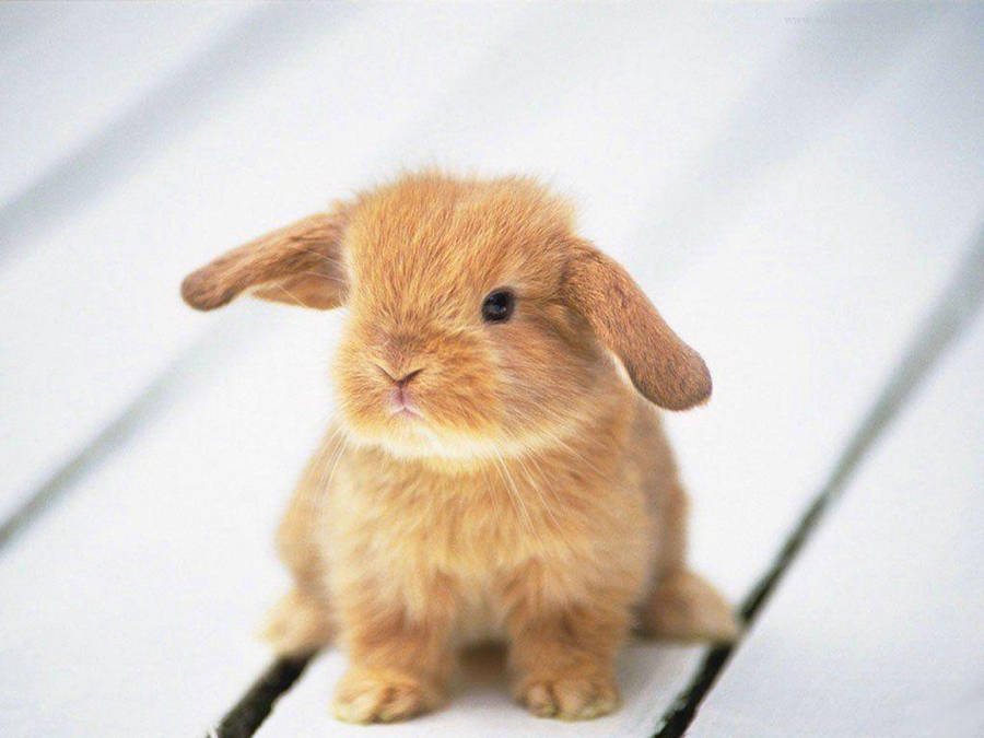 Cute baby animals wallpapers