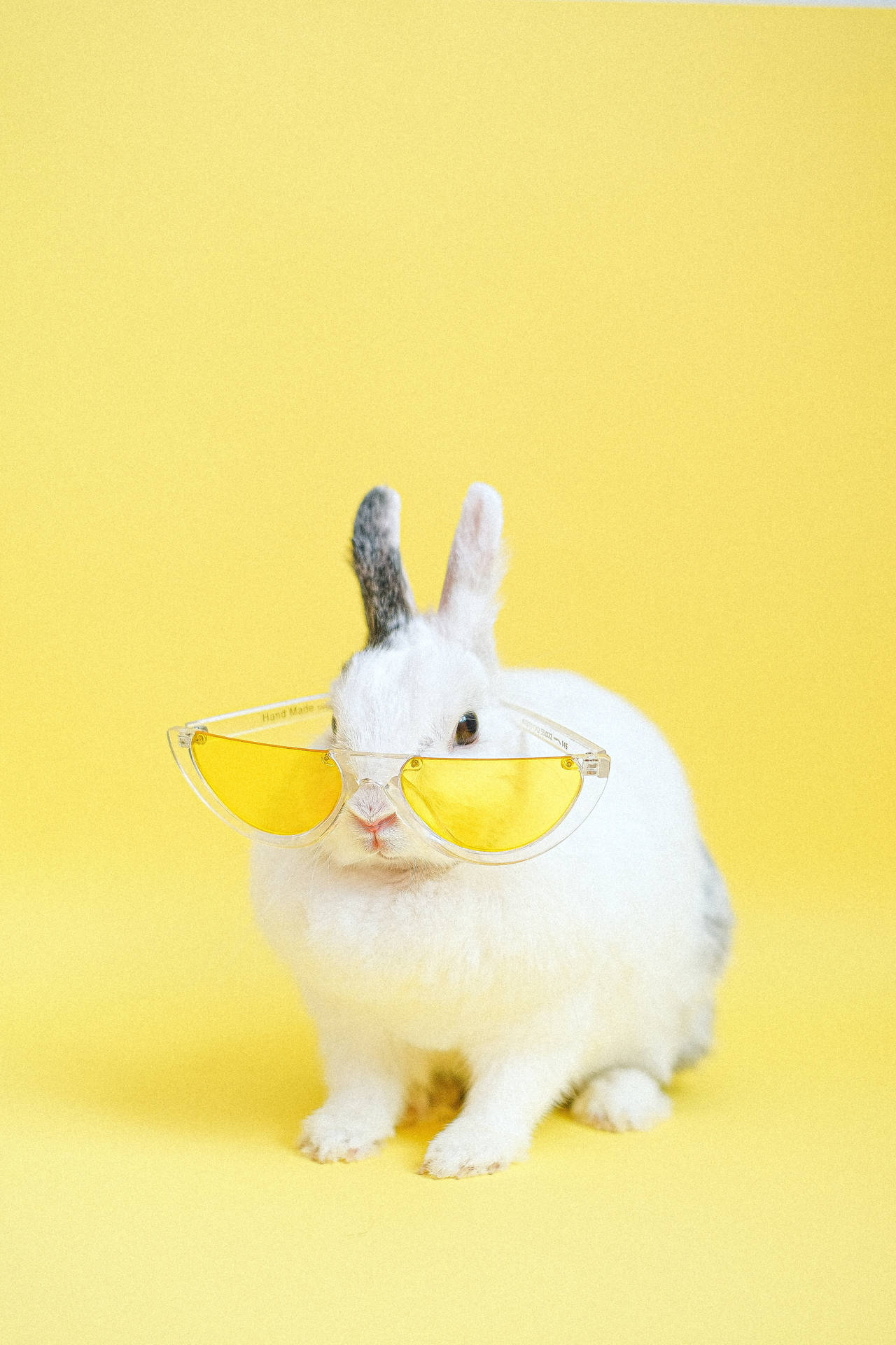 Cute Animals 桌布