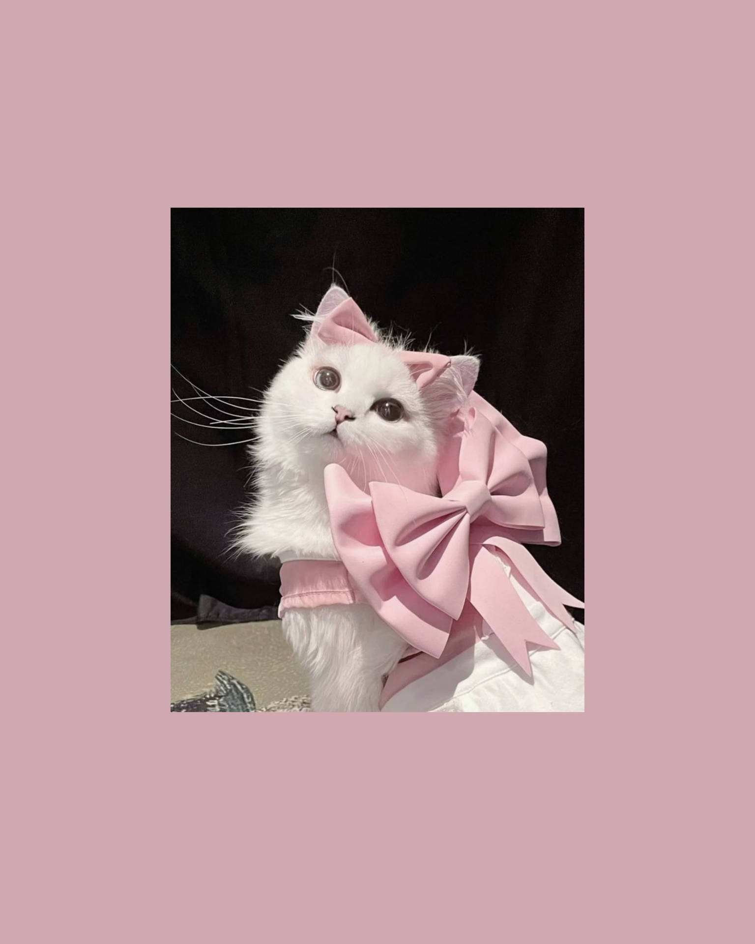 Cute Cat Aesthetic 桌布