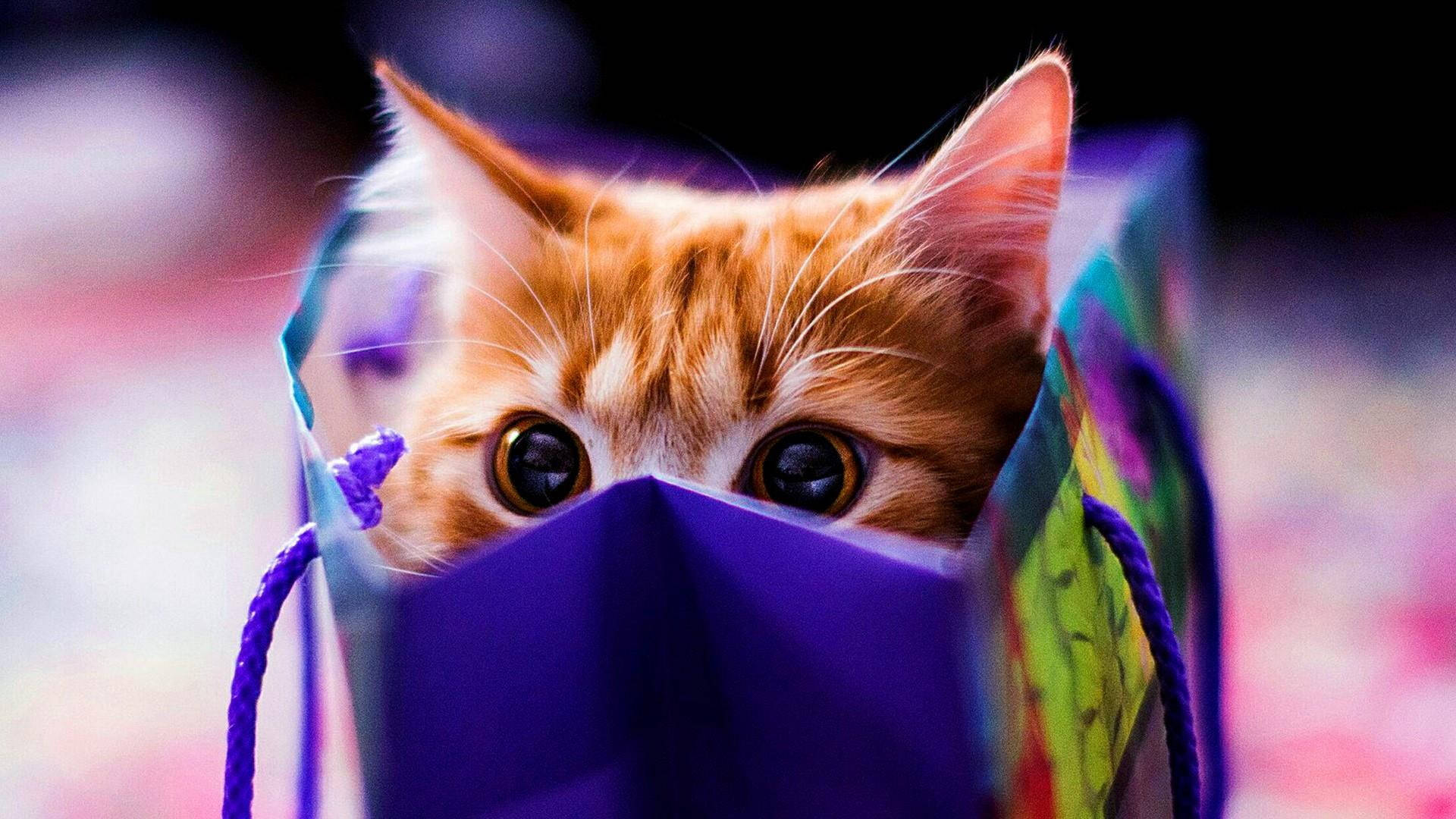 Cute Cat HD 桌布