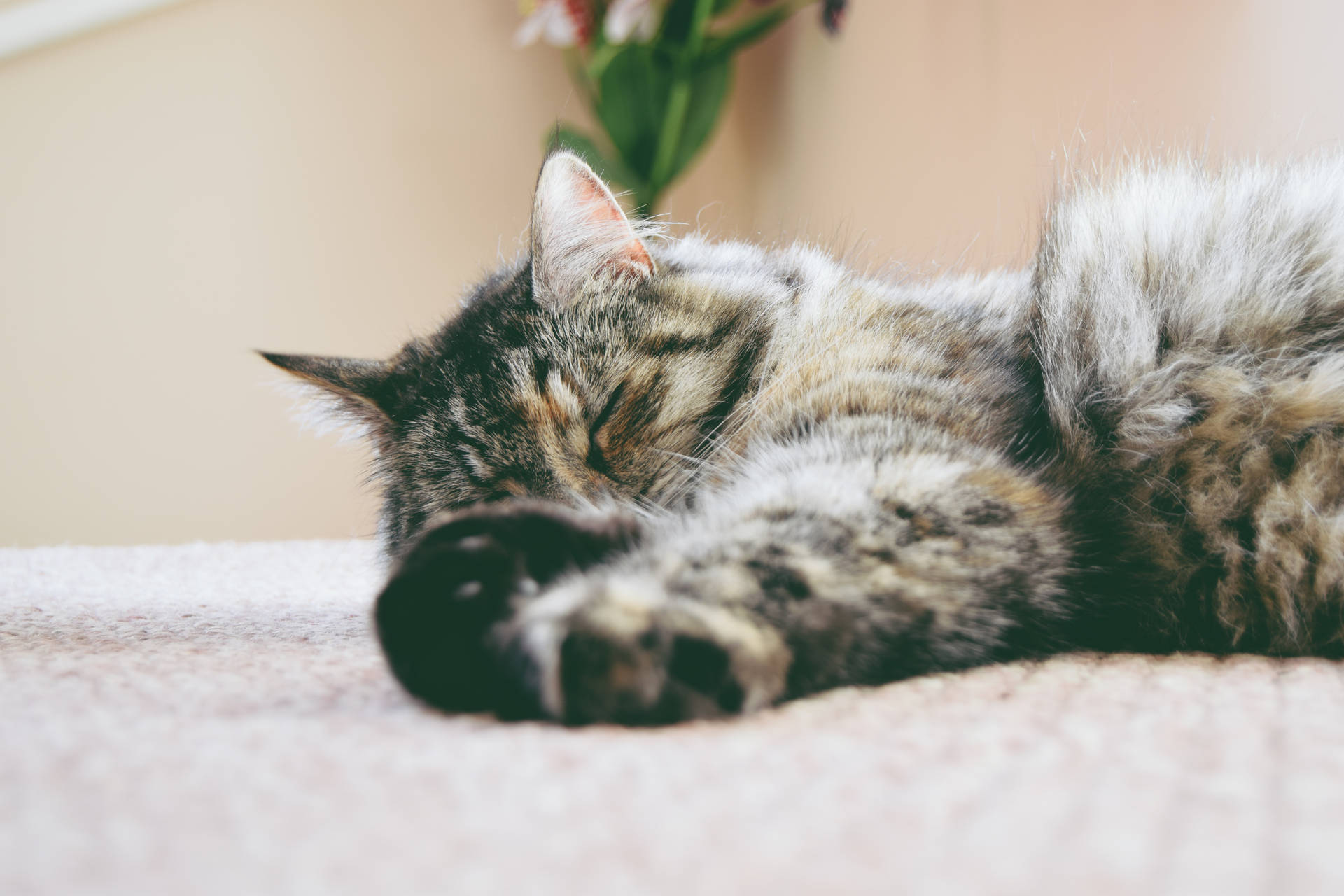 gray cat sleeping on mat