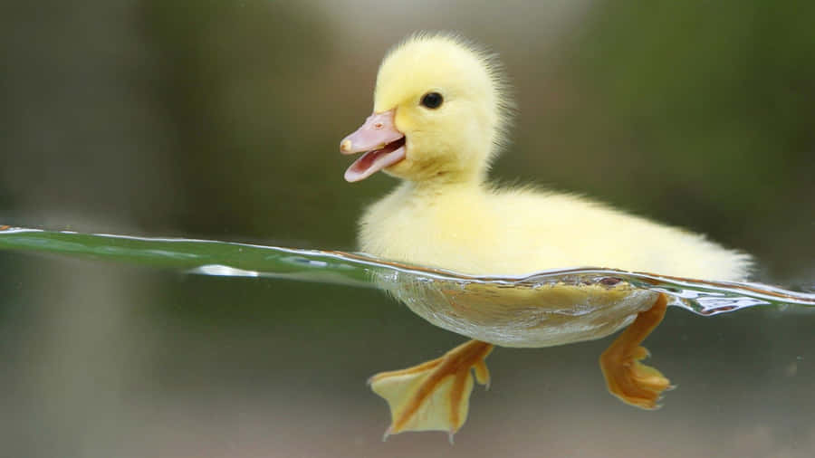 Cute Duck 桌布