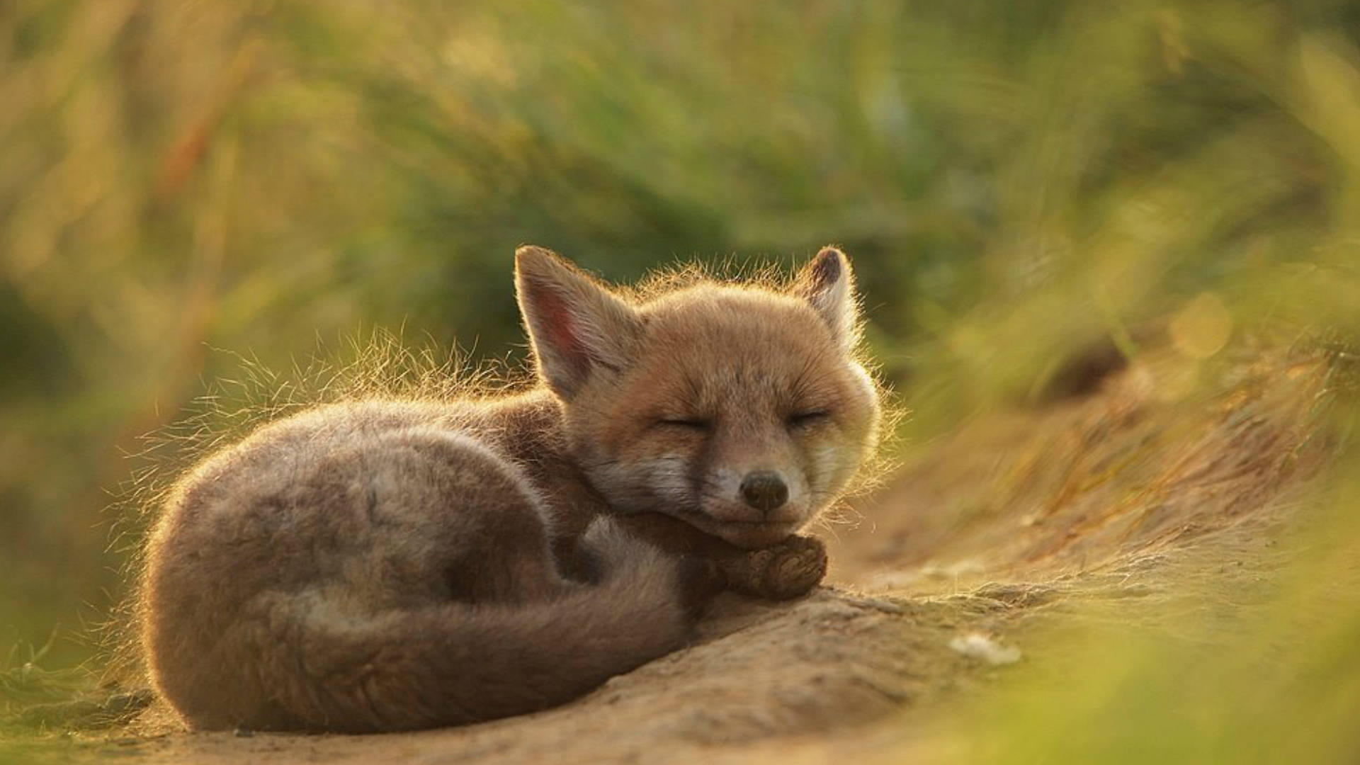 Animal Fox HD Wallpaper | Background Image
