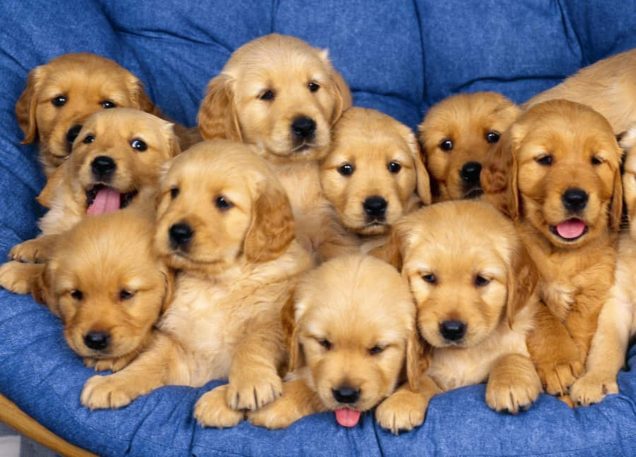 Cute Little Puppies 桌布