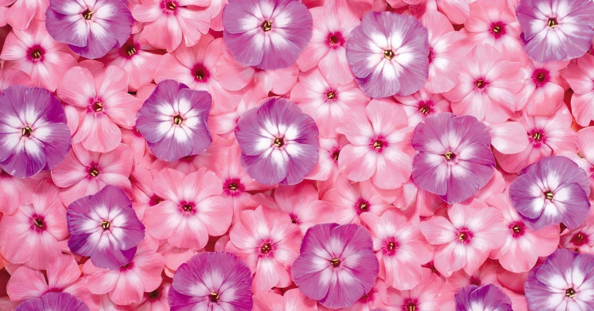 Cute Pink Purple 桌布