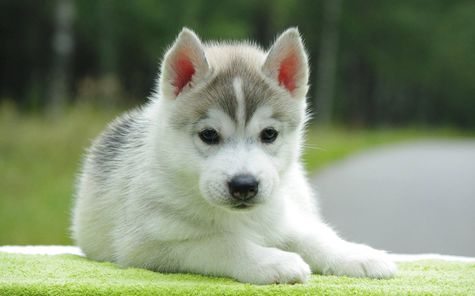 Cute Puppies Desktop Wallpapers 358 HD Wallpapers