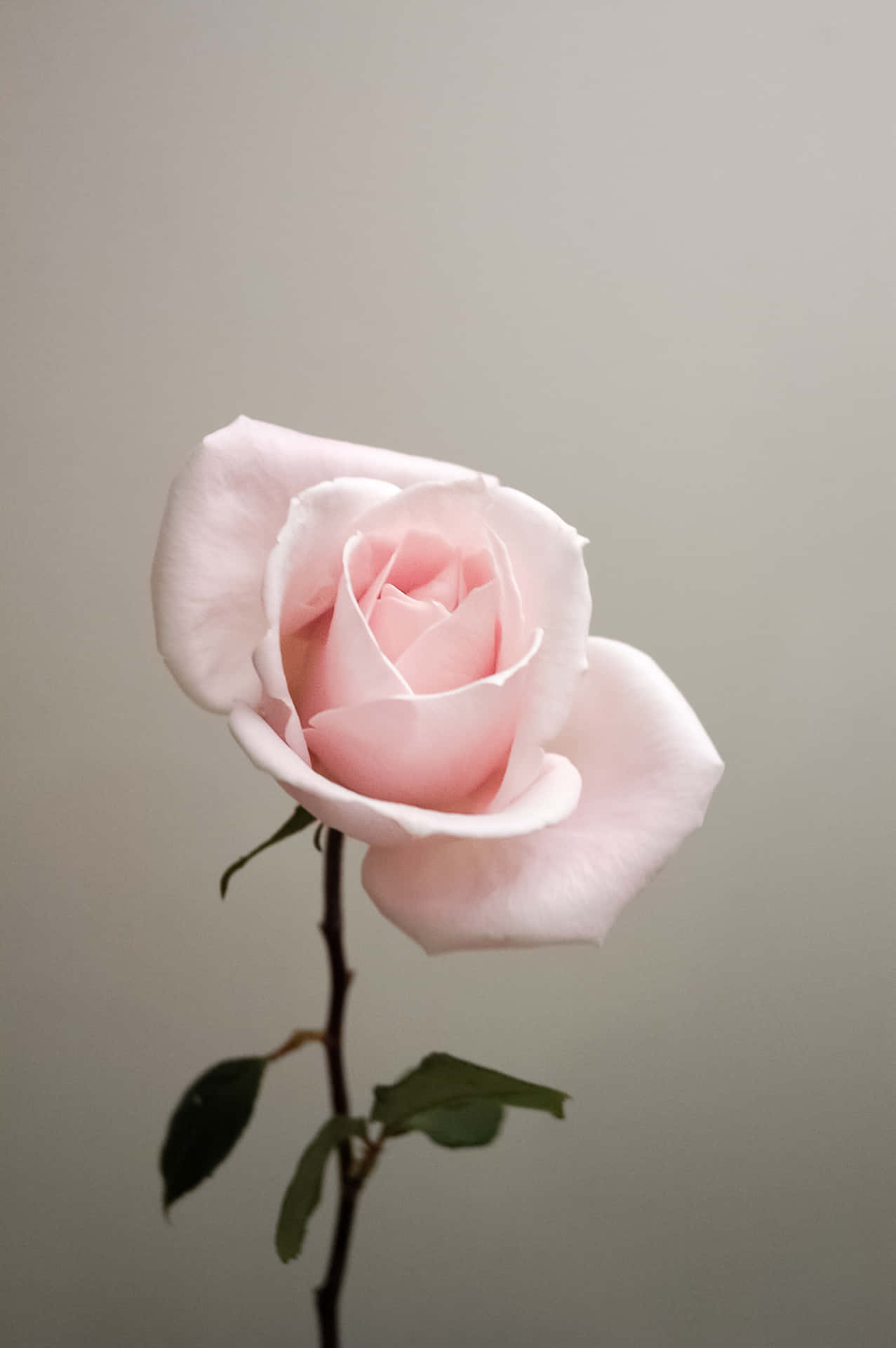 Cute Rose 桌布
