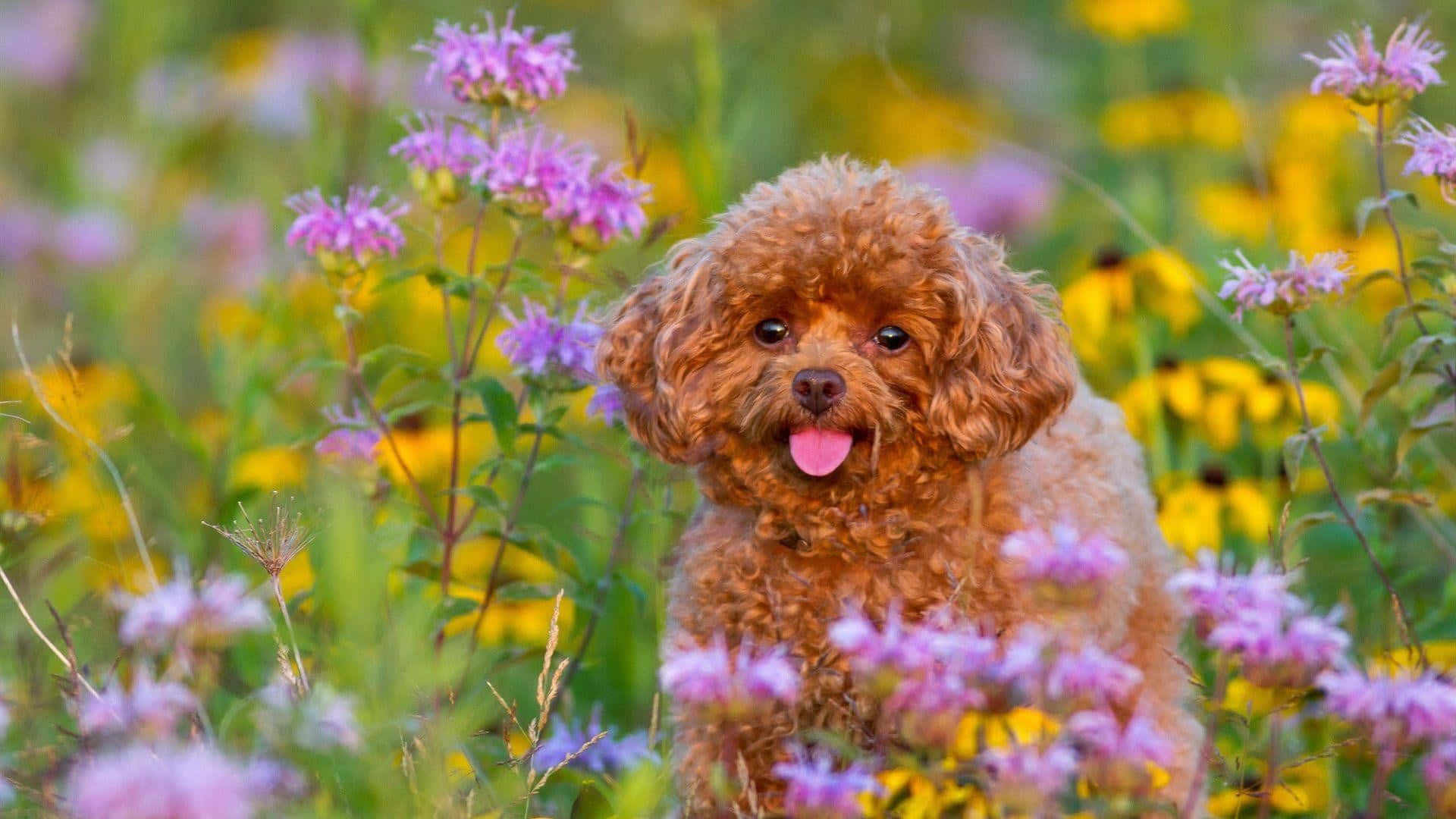 Cute Spring Desktop 桌布