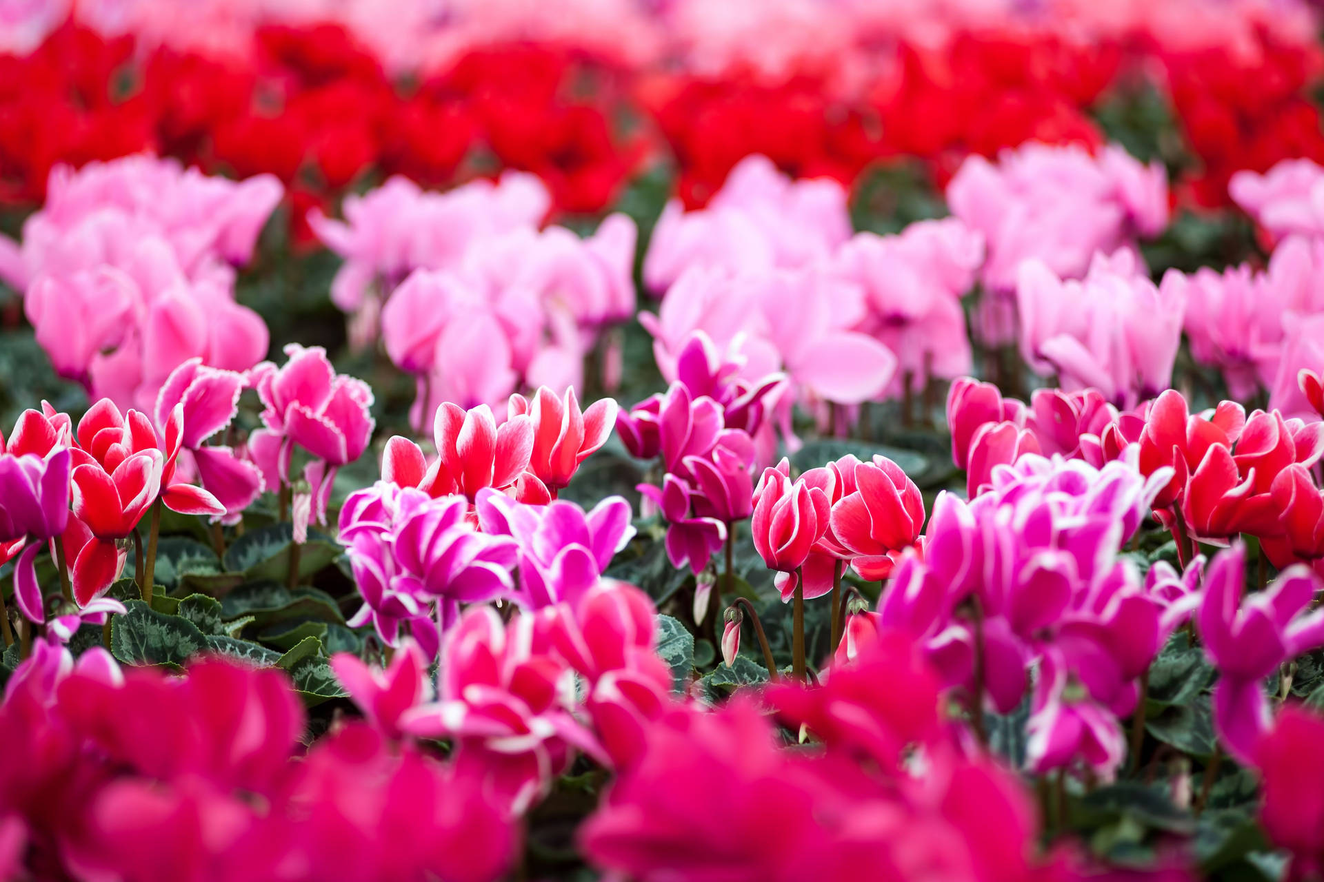 Cyclamen 桌布