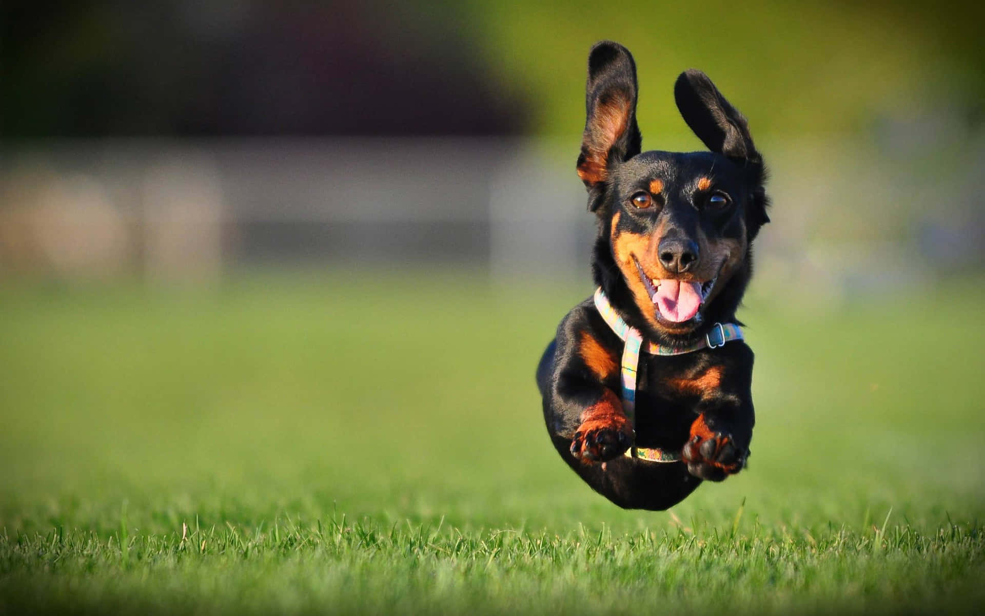 Dachshund 桌布