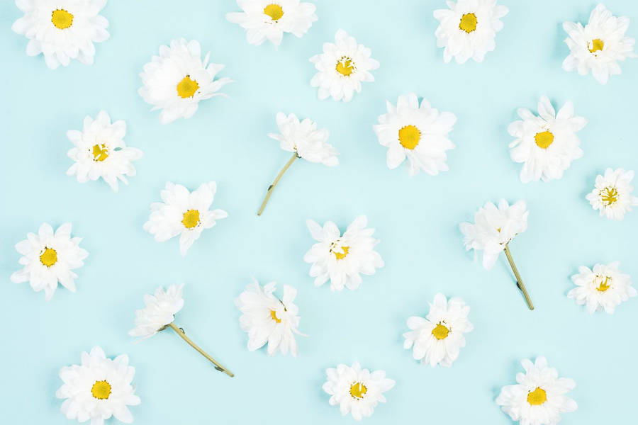 Daisy Aesthetic 桌布