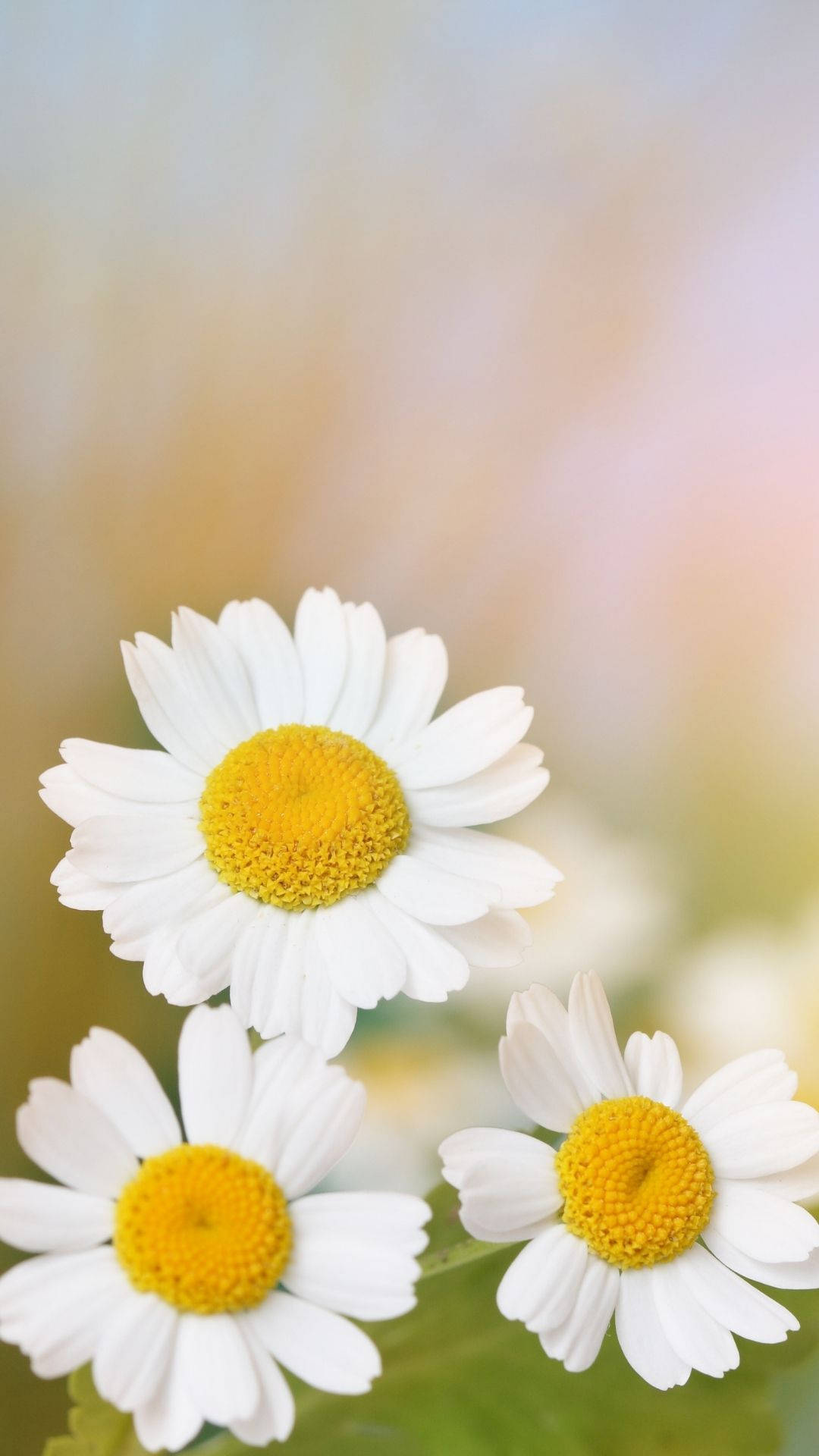 Daisy iPhone 桌布