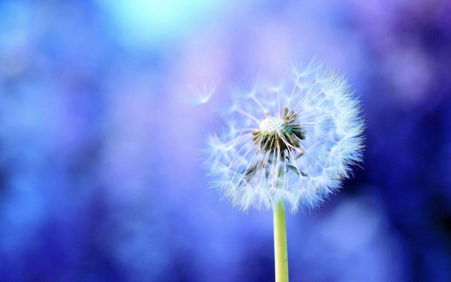 Dandelion 桌布