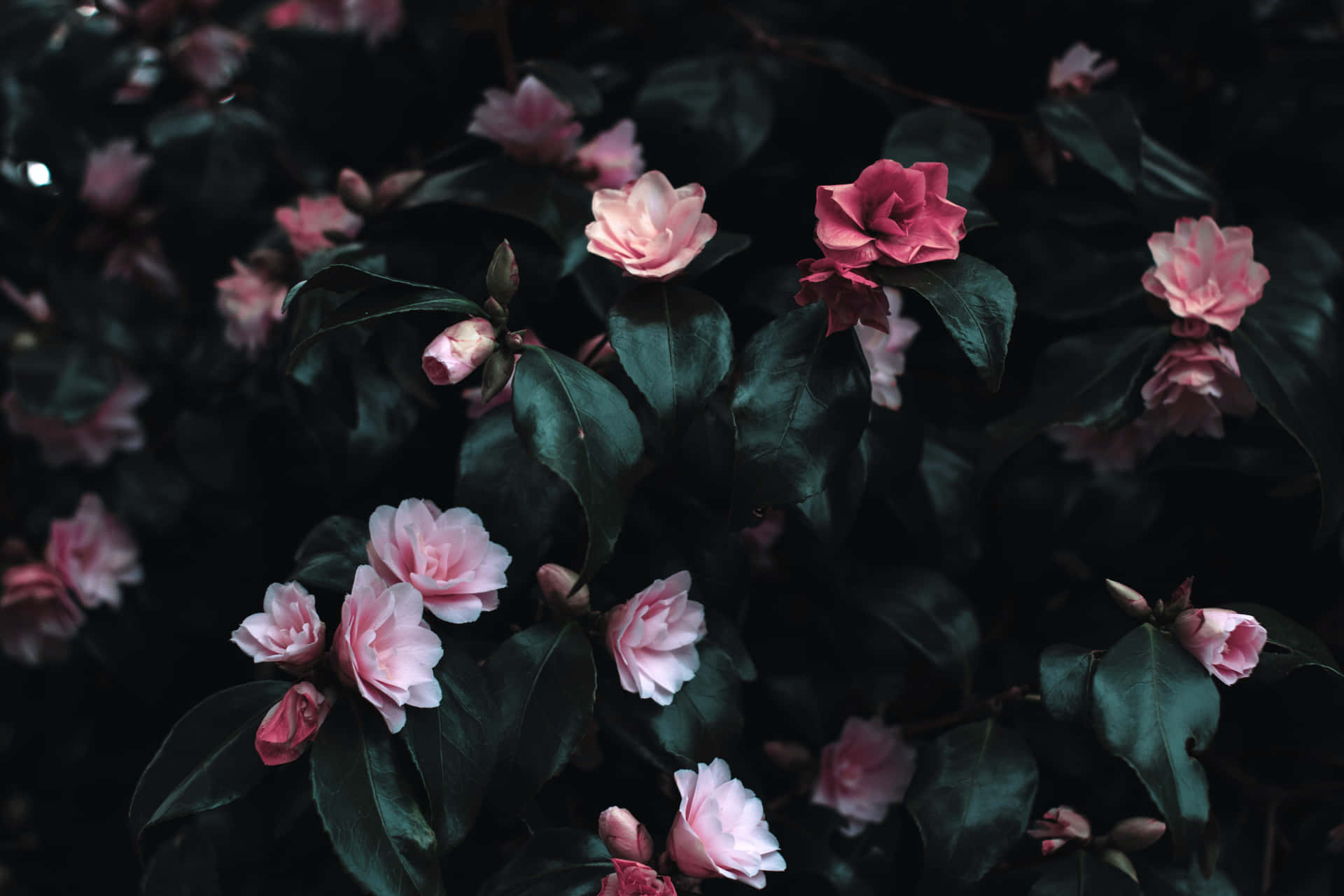 Dark Flower Aesthetic 桌布