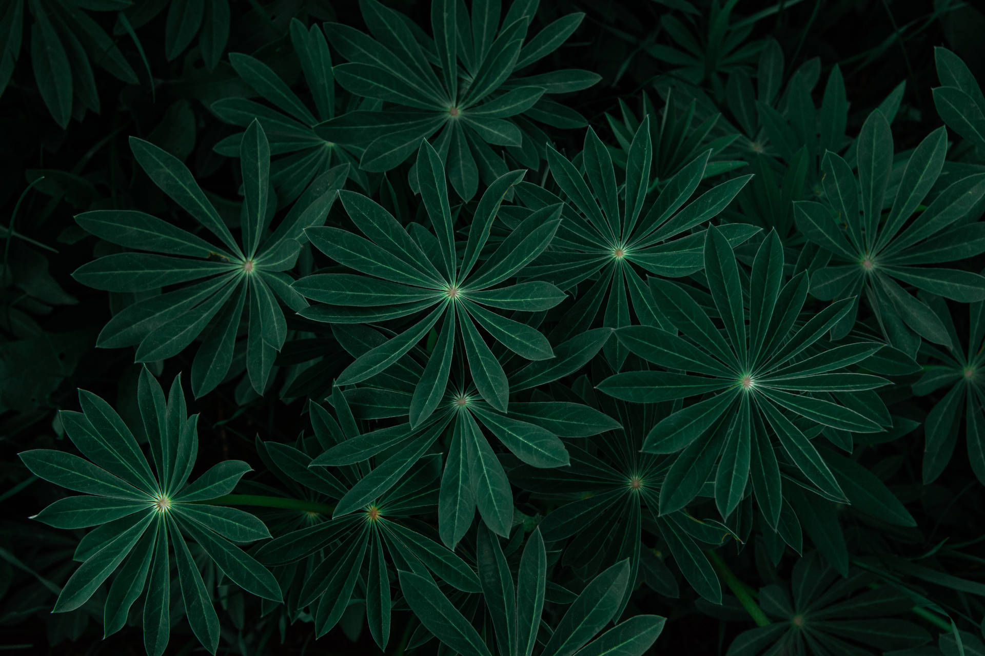 Preview wallpaper plant, leaves, branches, dark, green
