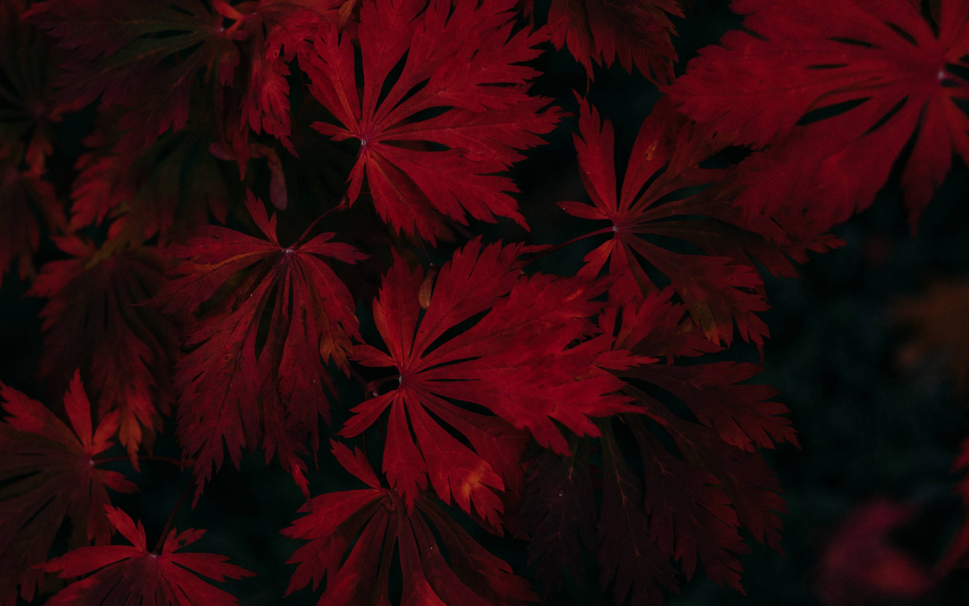 Dark Red 桌布