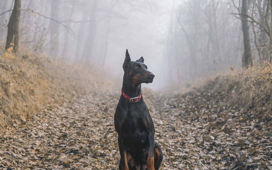 Doberman 桌布