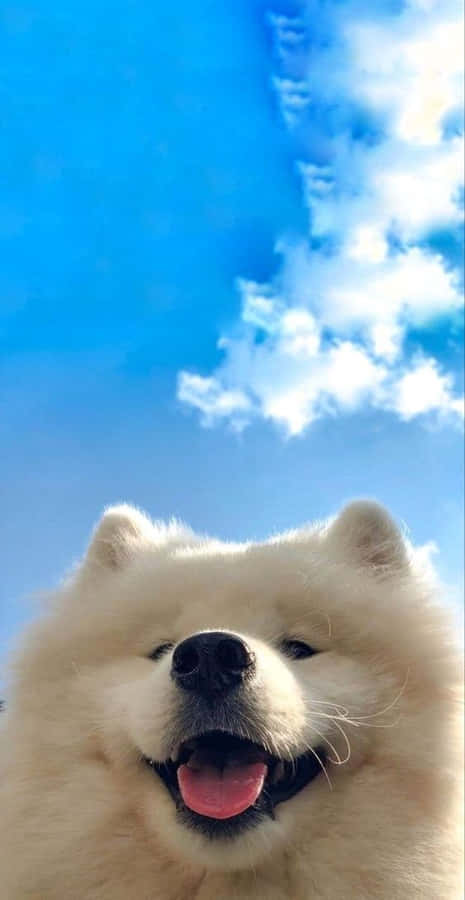 Dog iPhone 桌布