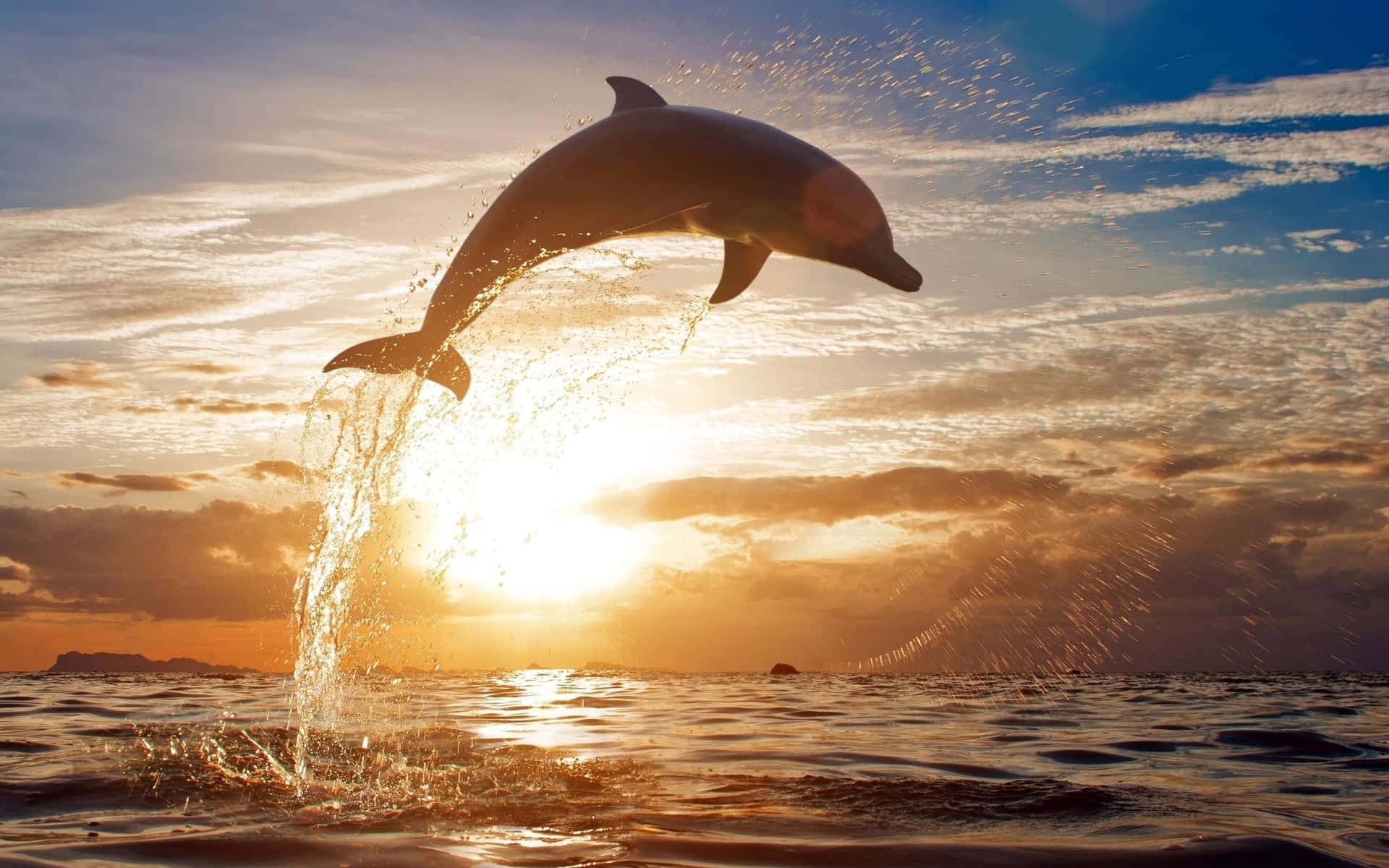 Dolphin Sunset 桌布