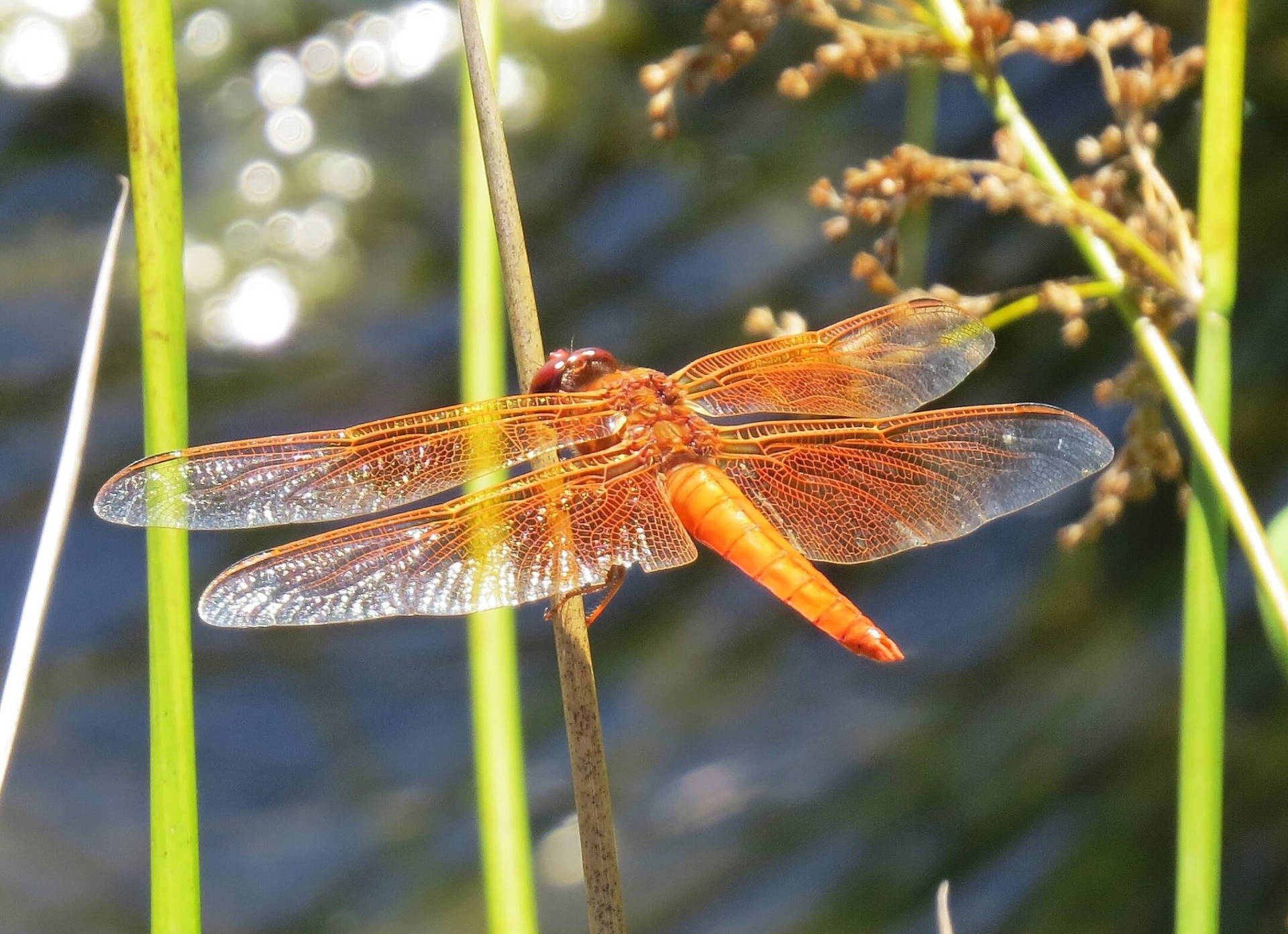 Dragonfly 桌布