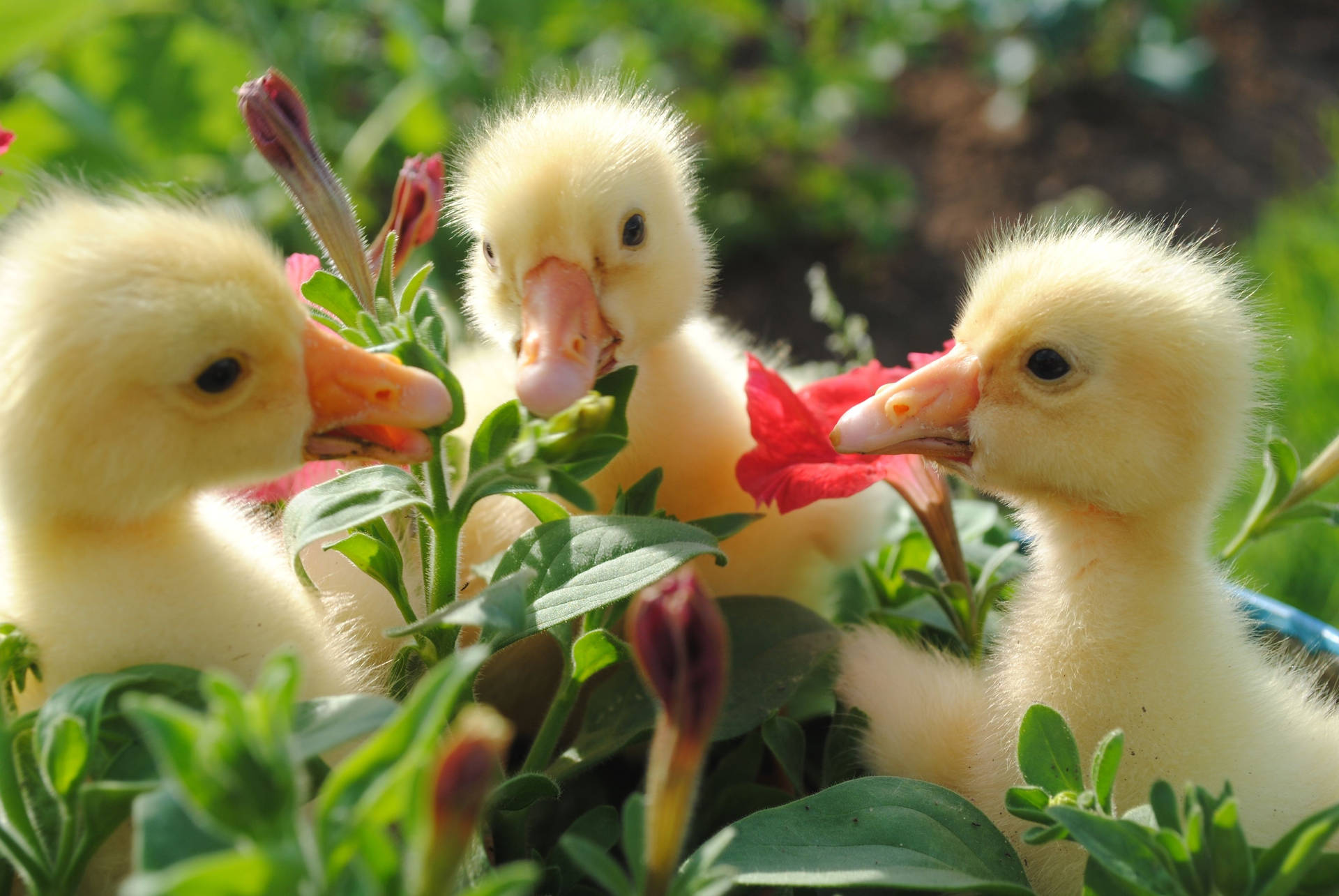 Preview wallpaper ducks, flowers, food, bill