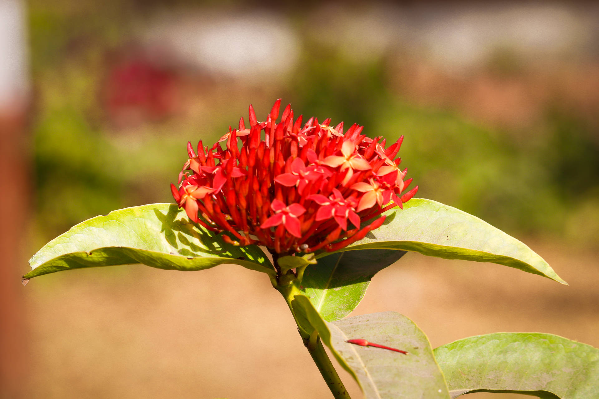 red flower on green leaves