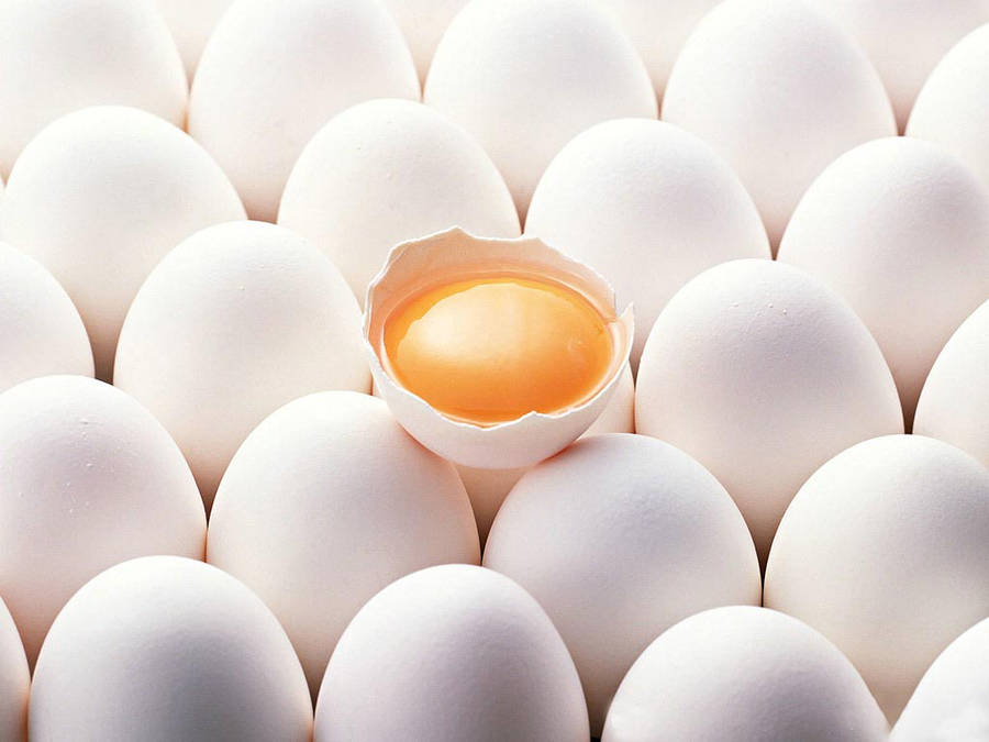 Eggs 桌布
