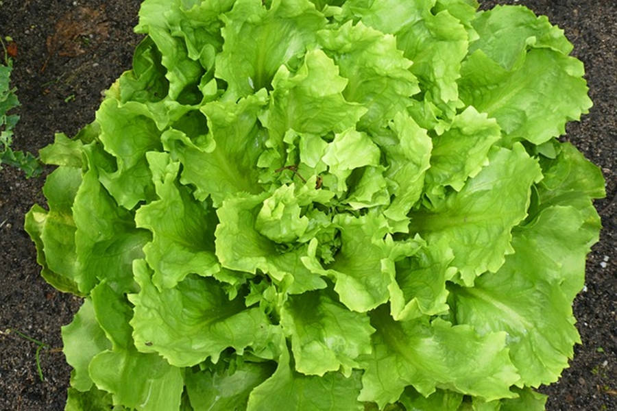 Endive 桌布