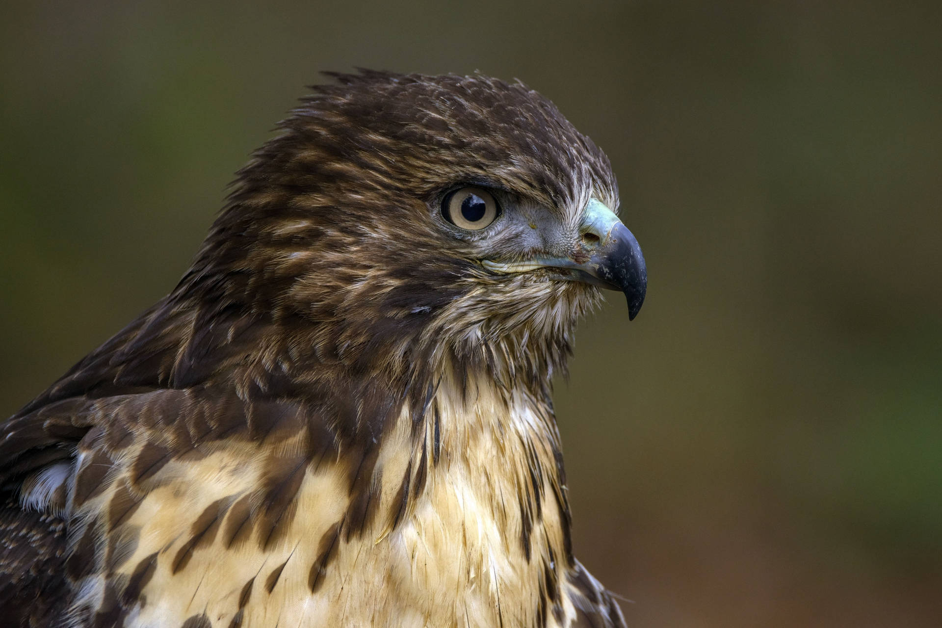 brown and white bird in close up photography
