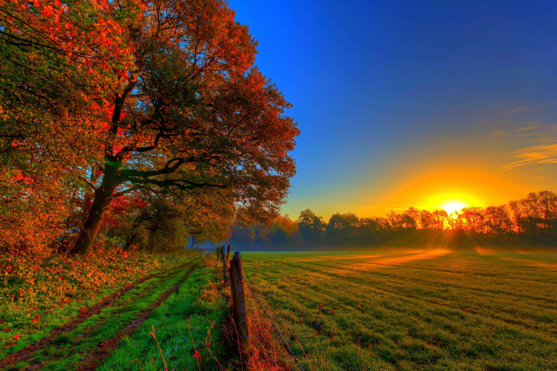 Colorful path leaves on farm during sunset on fall season.