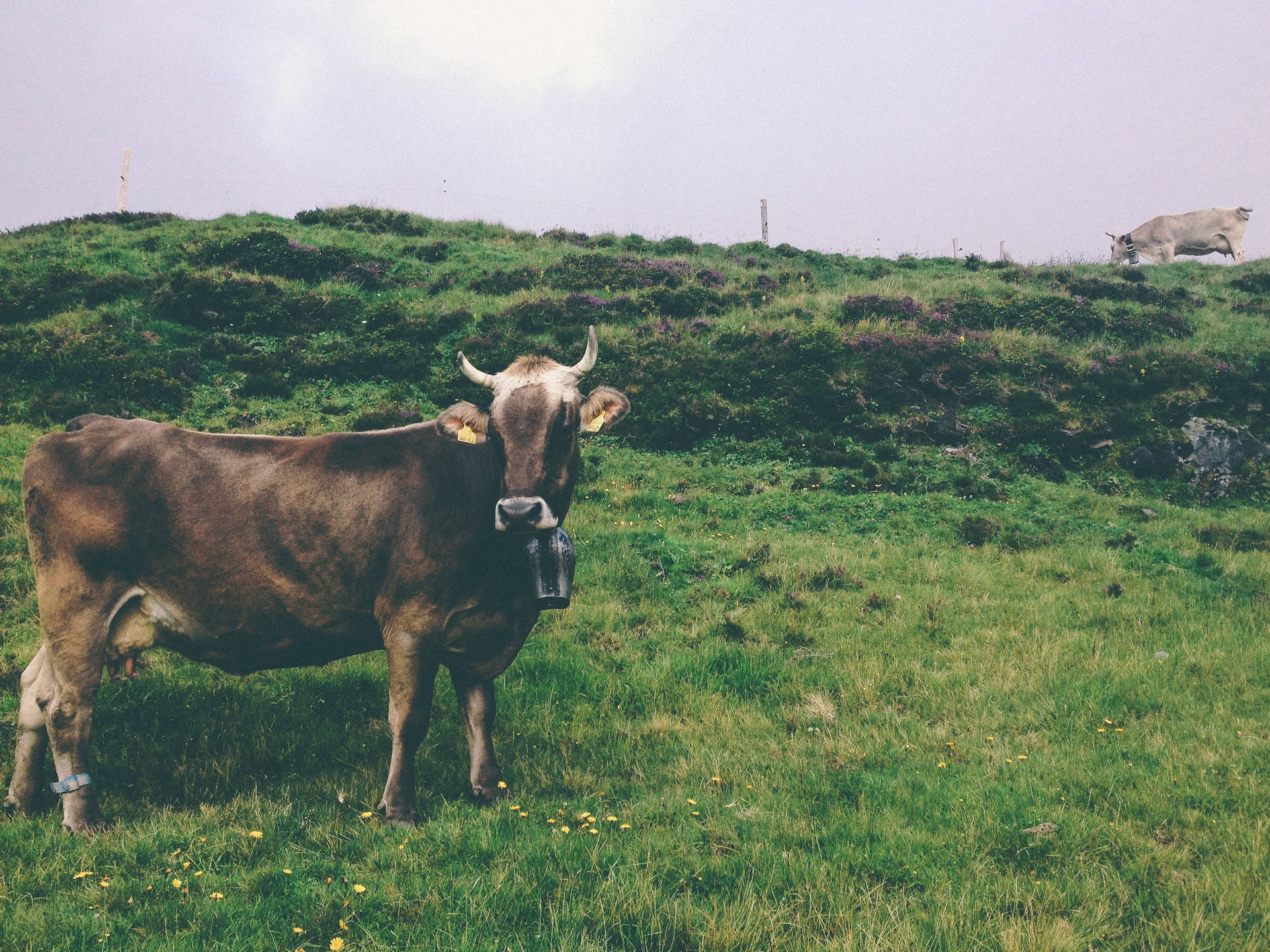 Farm Animal 桌布