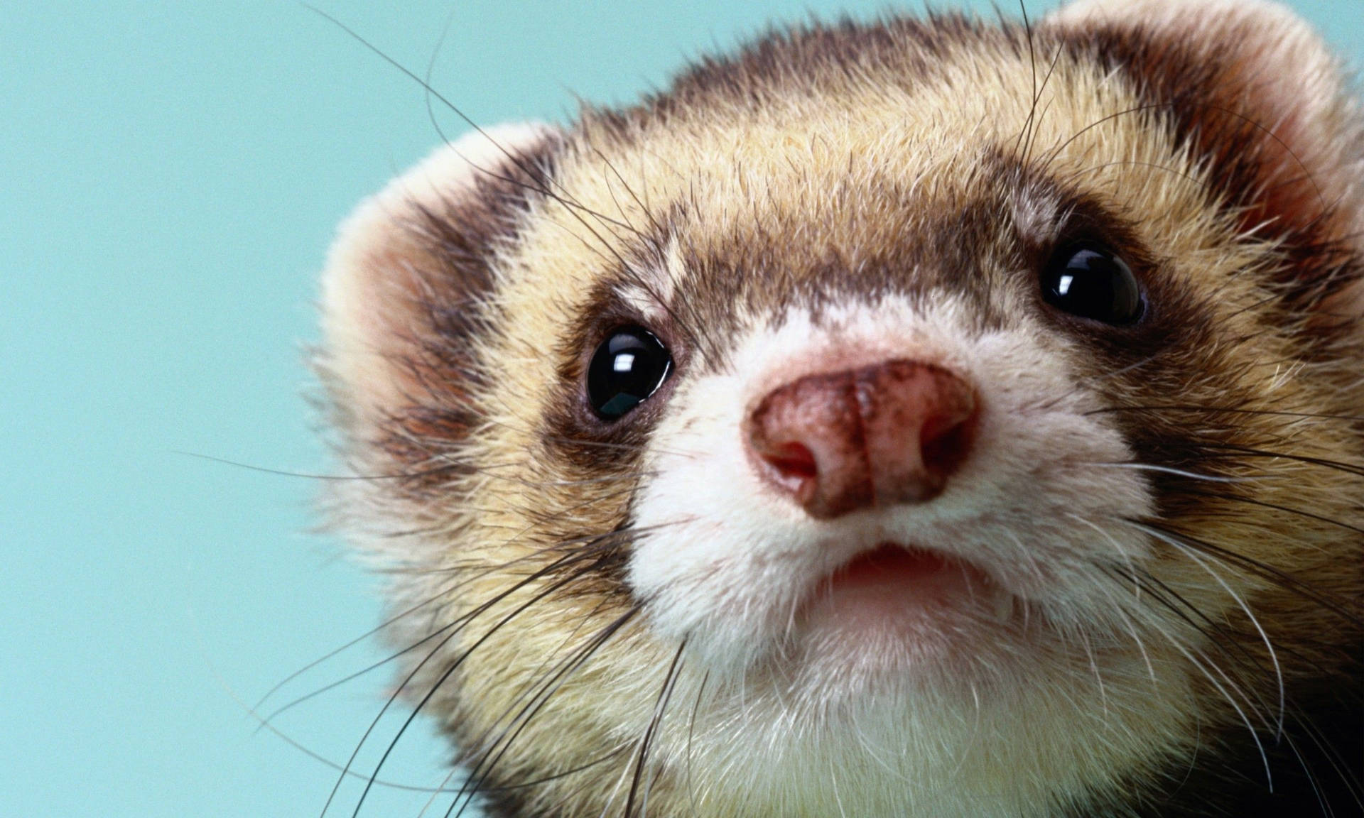 Ferret 桌布