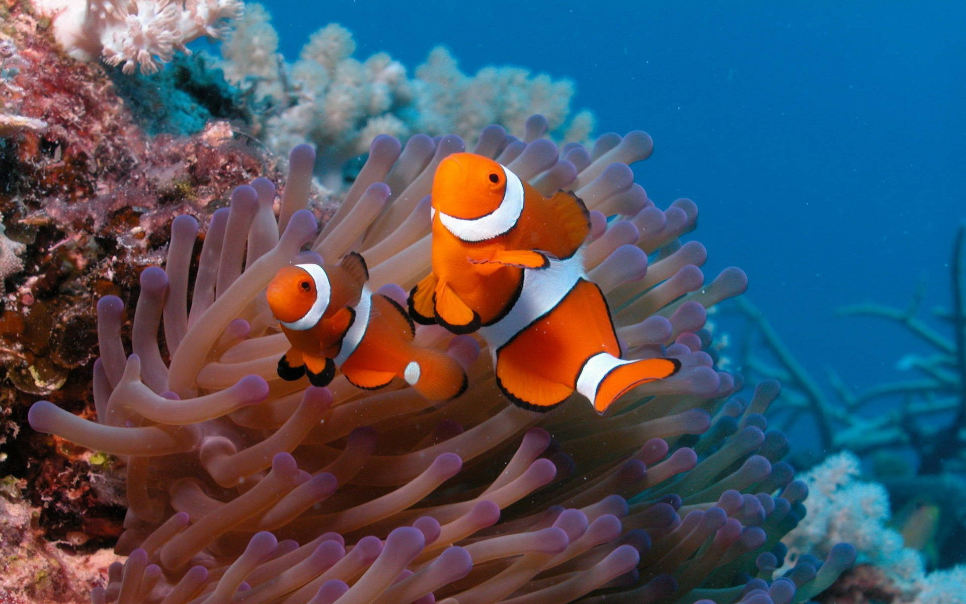 2560x1600 Coral Reef Fish Wallpaper - HD Wallpaper Inn. sea life