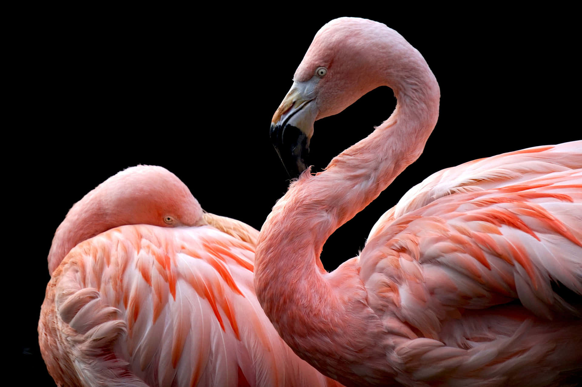 Flamingo Laptop 桌布