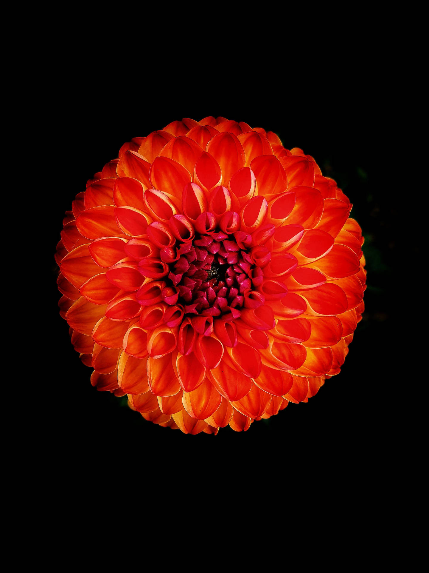 Flower Apple 桌布