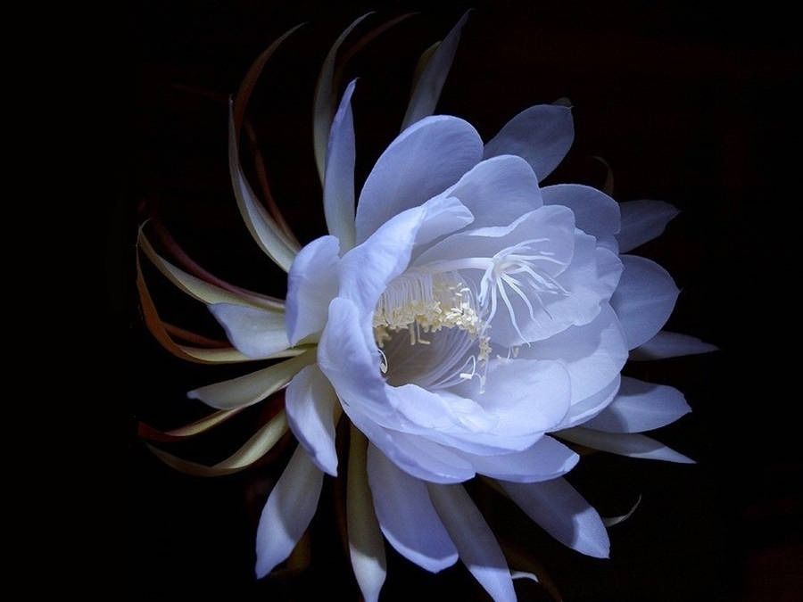 Flower Desktop 桌布
