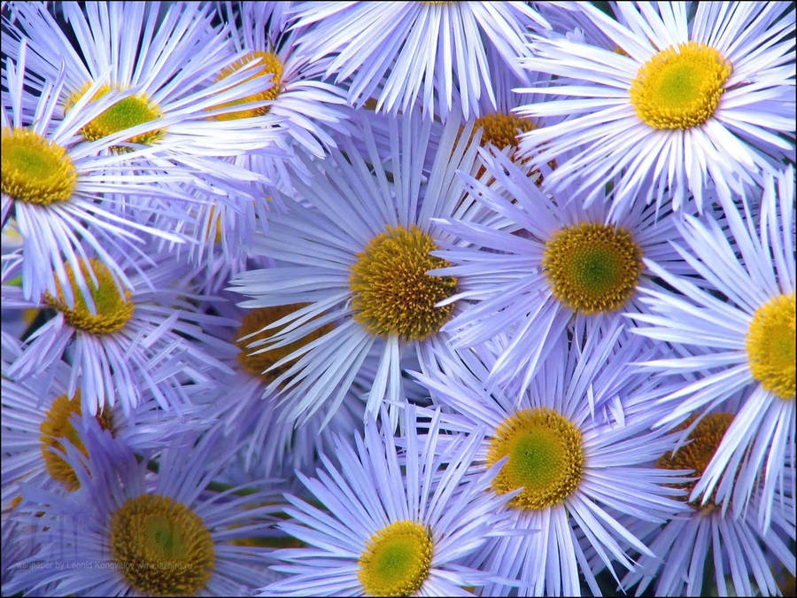 Flower Pc 桌布