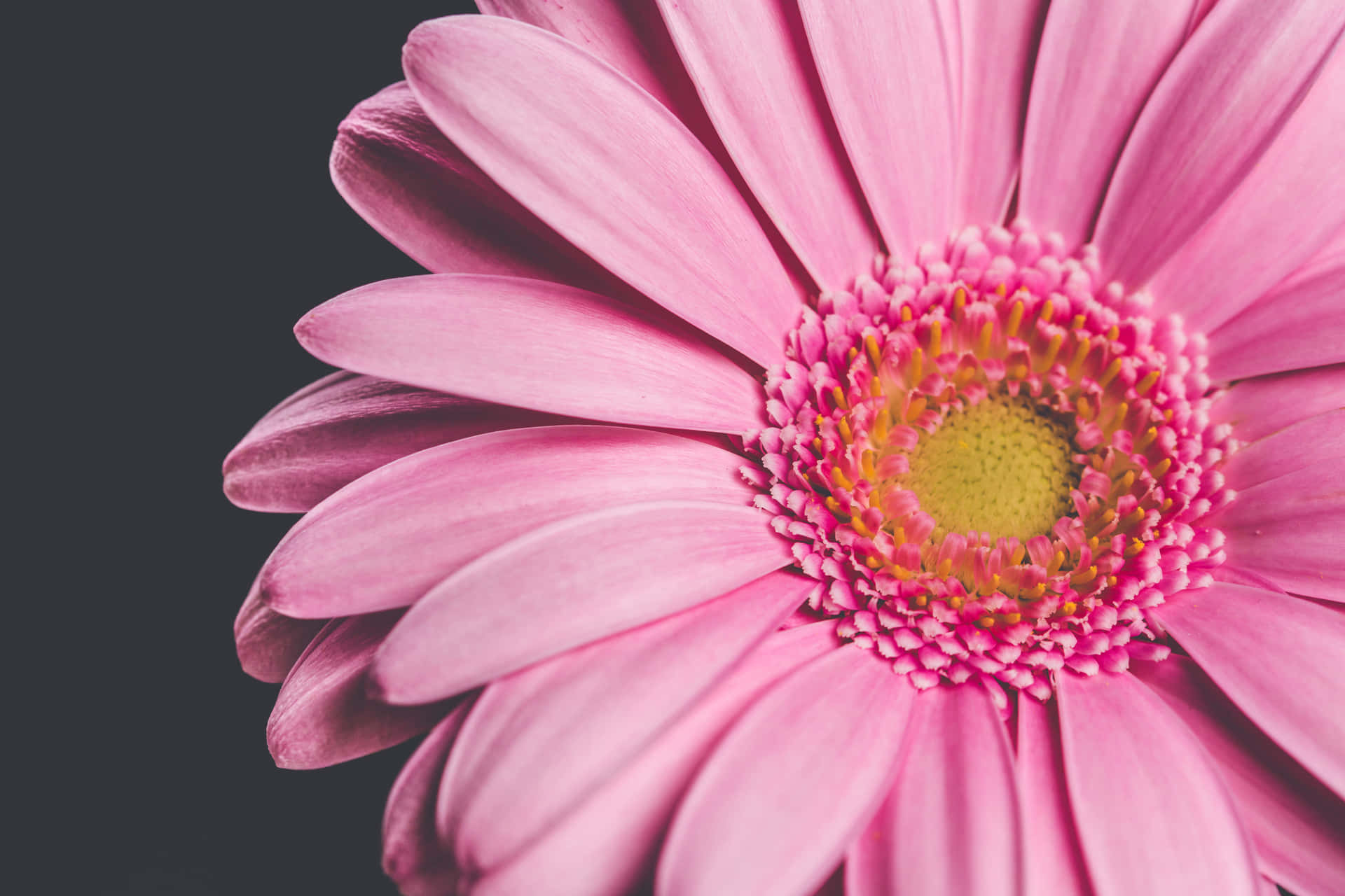 Flowers Close Up 桌布