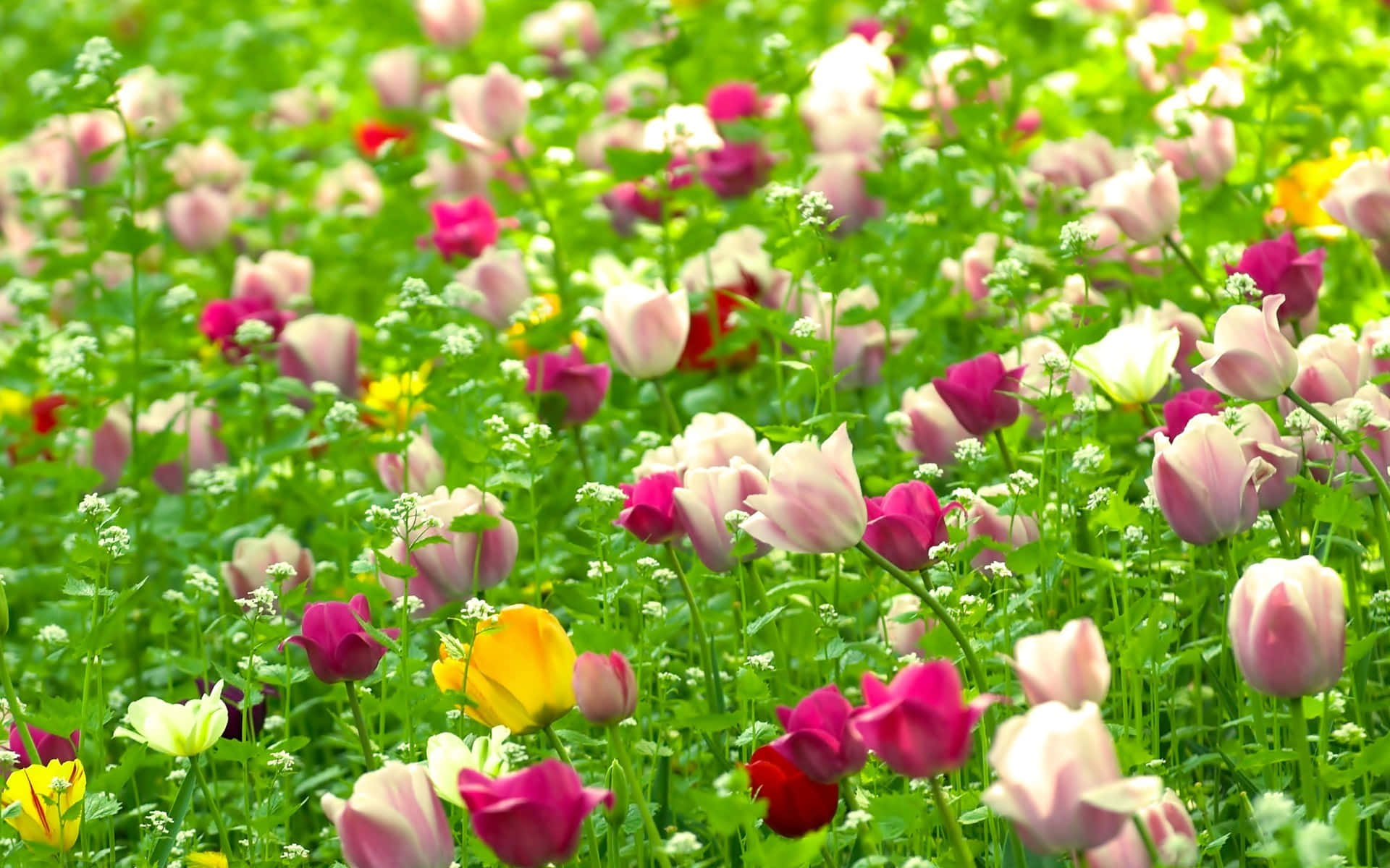 Flowers Nature 桌布