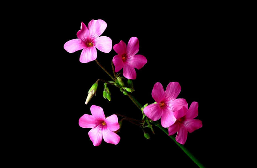Flowers With Black 桌布