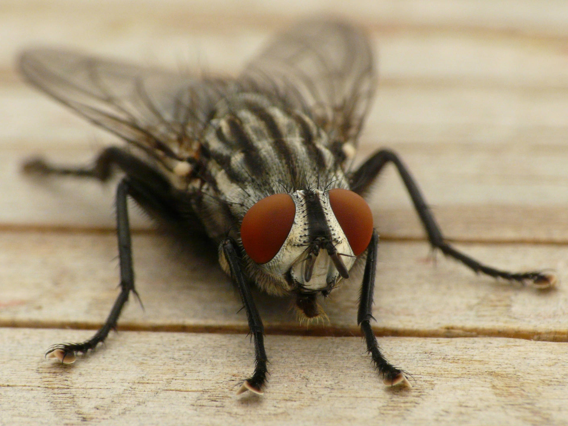 Fly 桌布