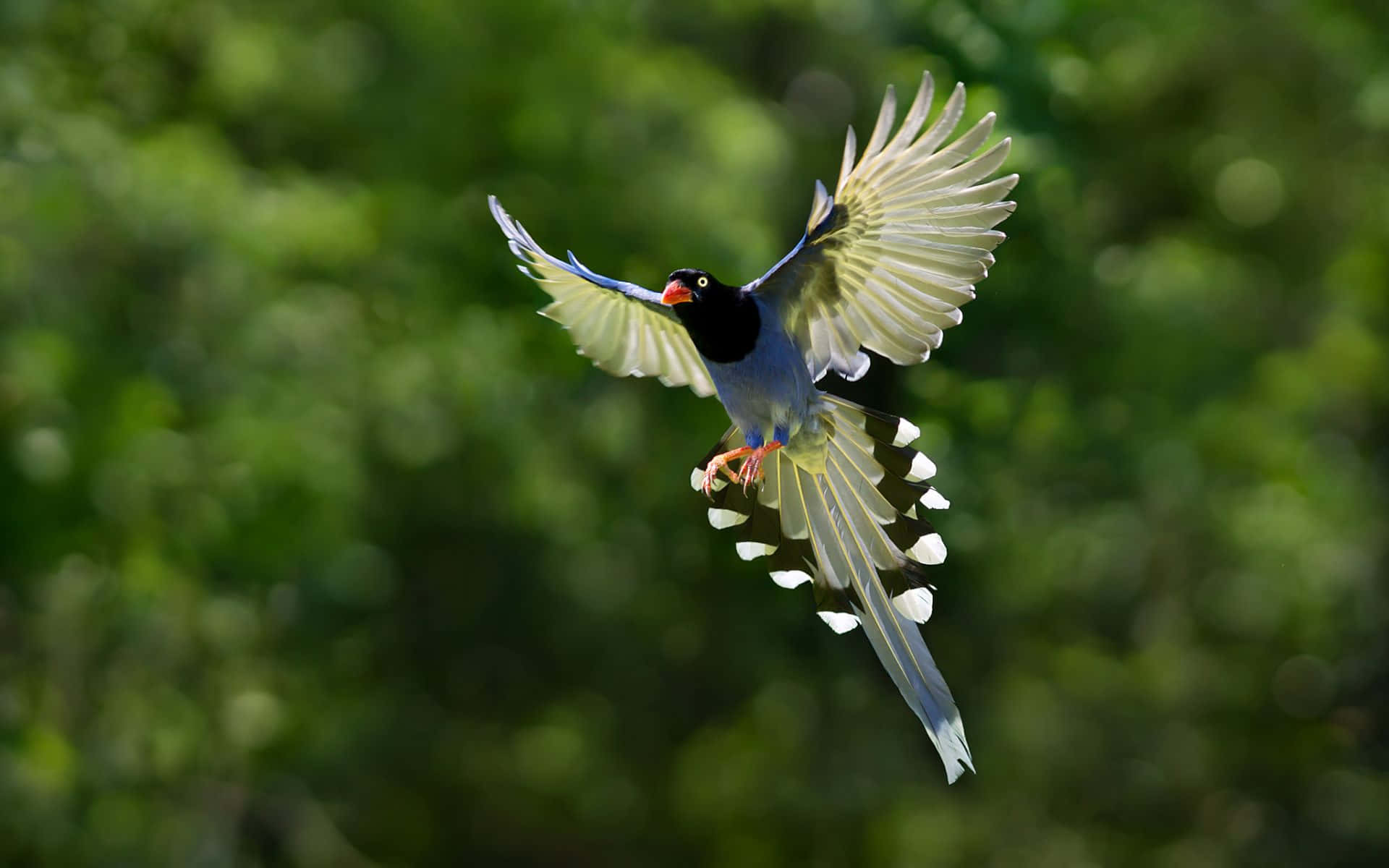 Flying Bird 桌布