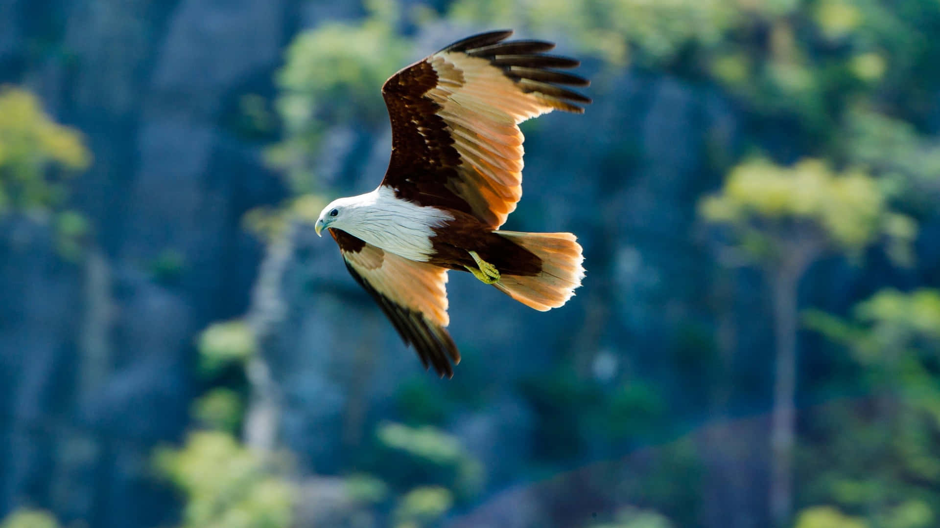 Flying Eagle 桌布