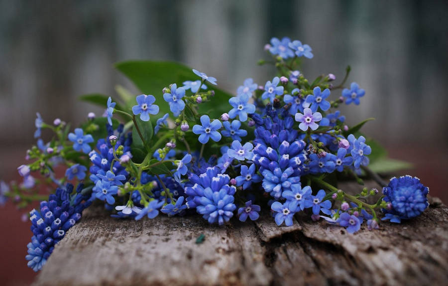 Forget me not flower 桌布