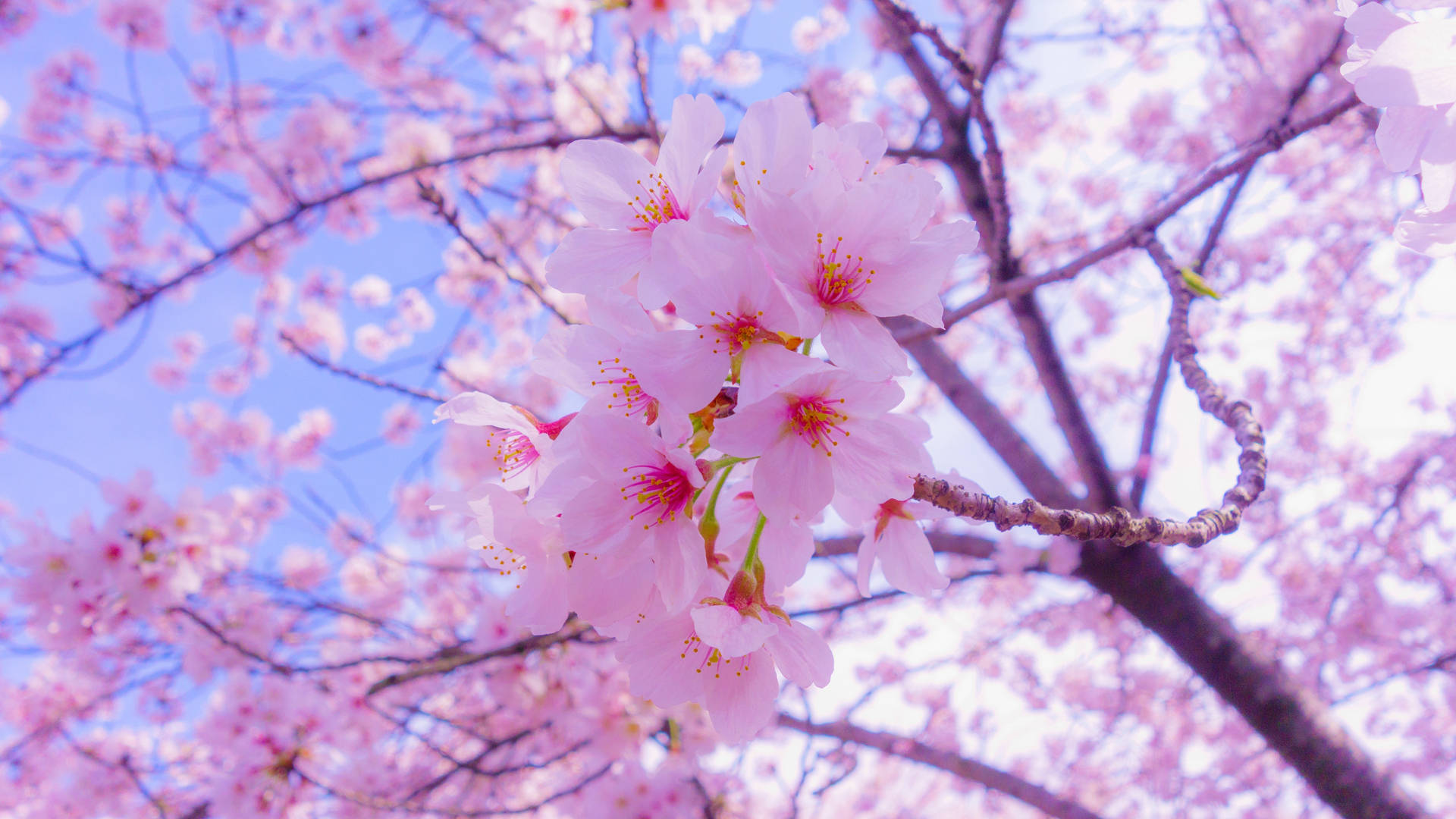 Full Screen 4K Flowers 桌布