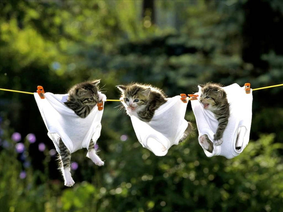 Funny animals 桌布