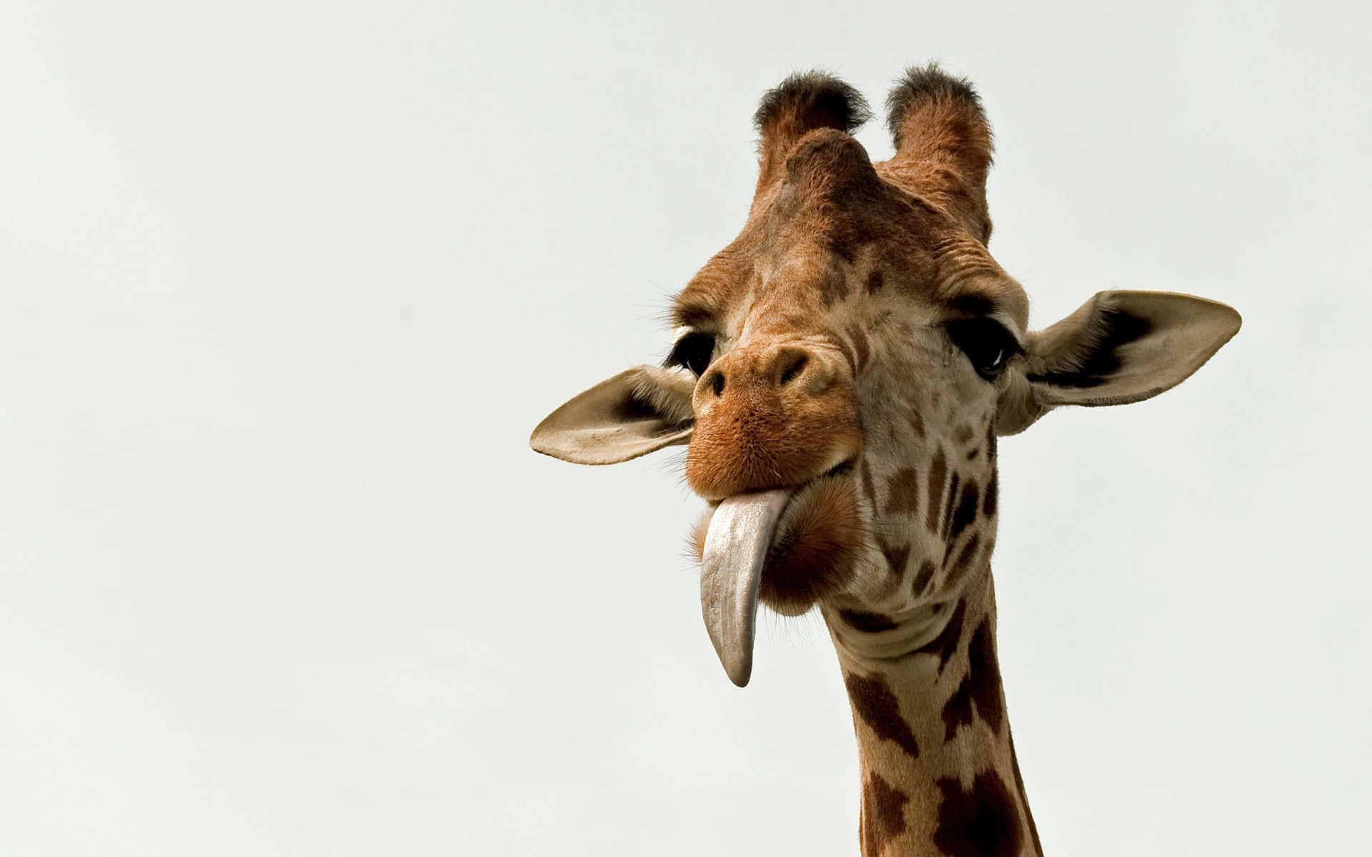 Funny Giraffe 桌布