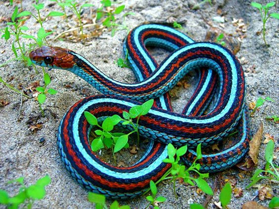 Garter Snake 桌布