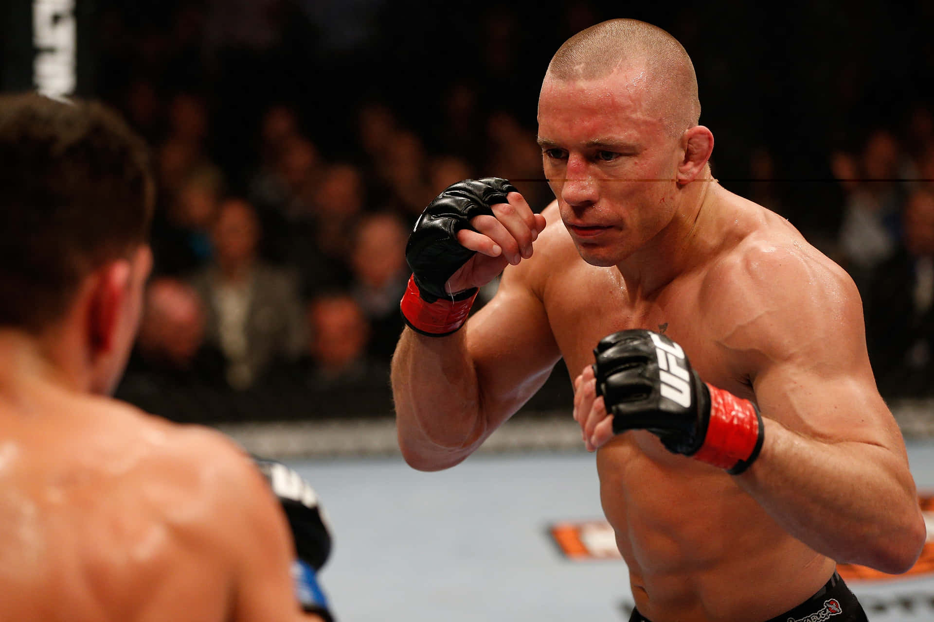 Georges St-pierre 桌布