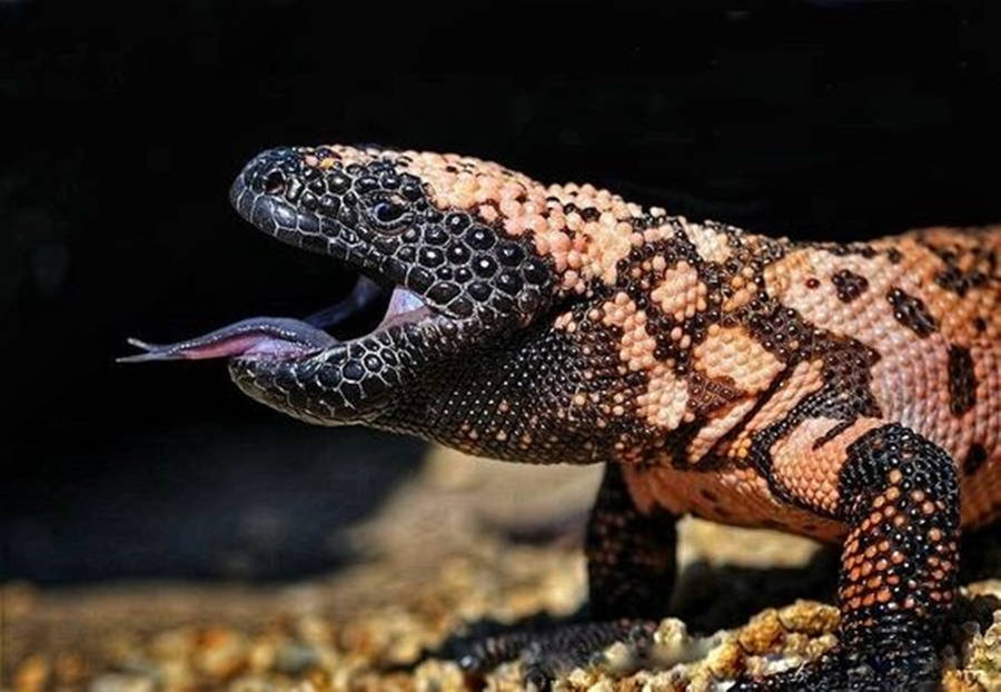 Gila Monster 桌布